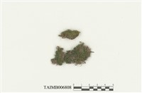 藏品(地孢苔)的圖片